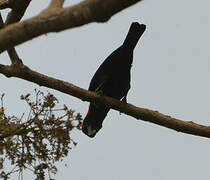 Red-headed Malimbe