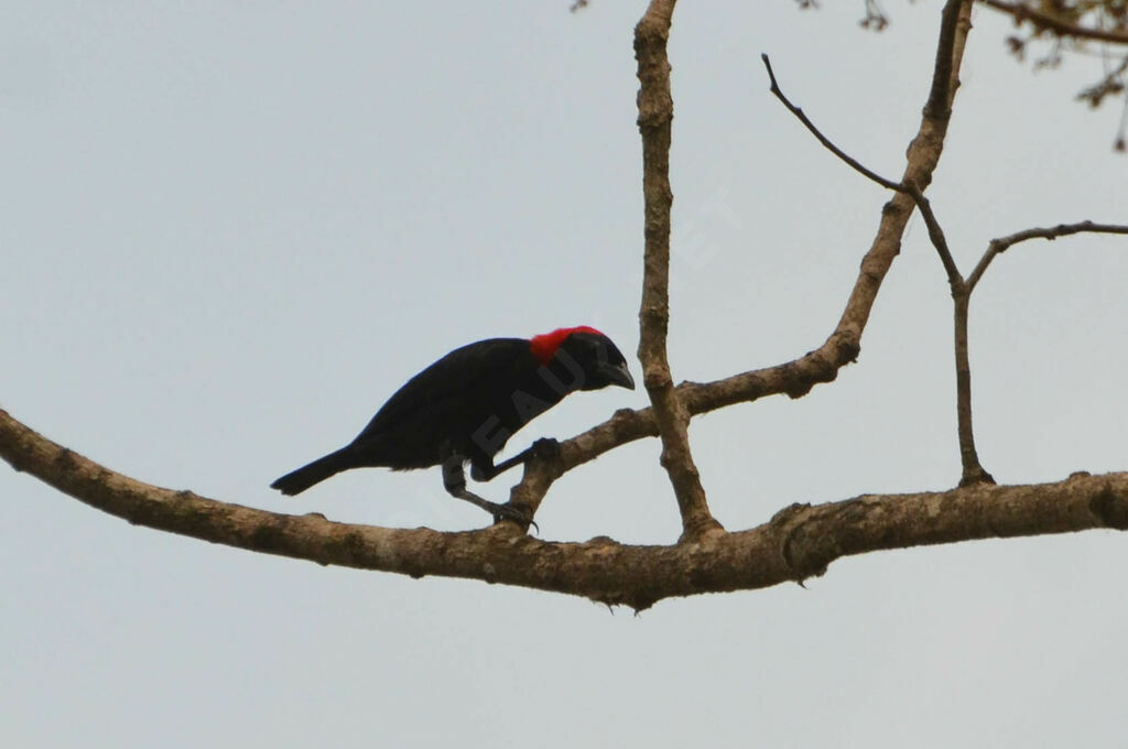 Malimbe à tête rouge femelle adulte