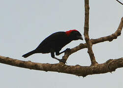 Red-headed Malimbe