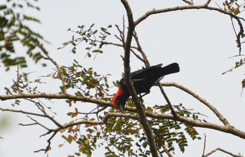 Malimbe à tête rougeadulte, identification