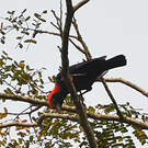 Malimbe à tête rouge
