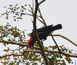 Malimbe à tête rouge