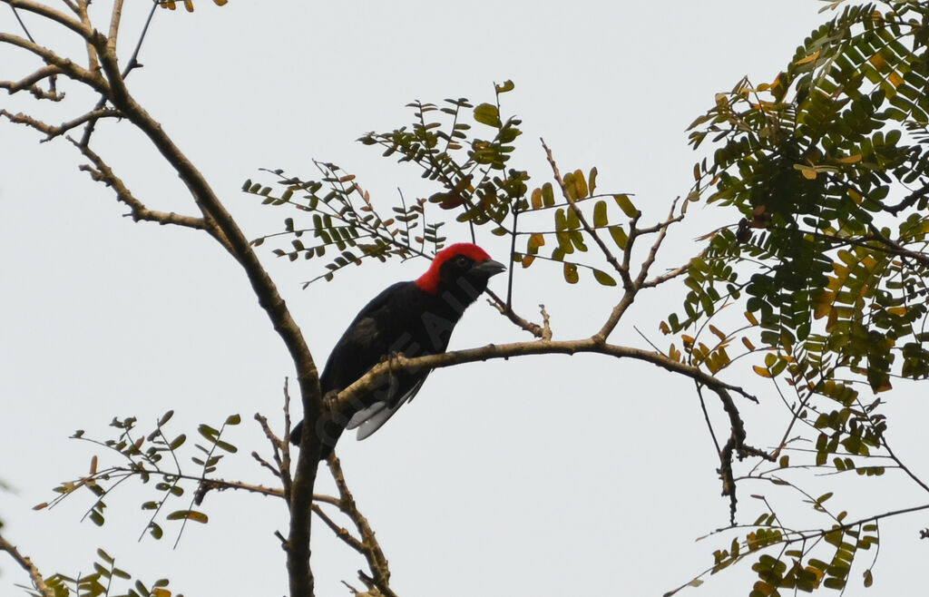 Malimbe à tête rougeadulte, identification