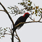 Malimbe à tête rouge