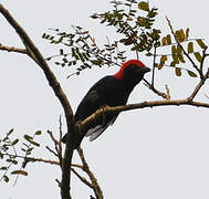 Red-headed Malimbe