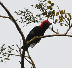 Malimbe à tête rouge