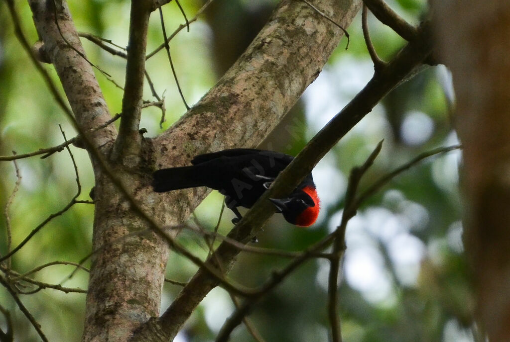 Red-headed Malimbeadult, identification