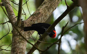 Red-headed Malimbe