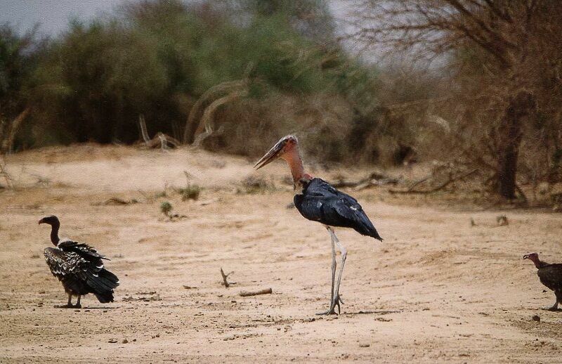 Marabou Storkimmature