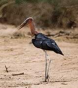 Marabou Stork