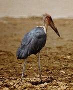 Marabou Stork