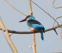 Blue-breasted Kingfisher