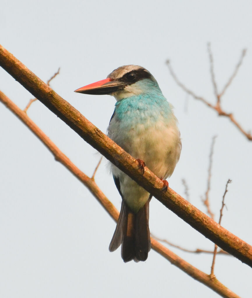 Martin-chasseur à poitrine bleueadulte, identification