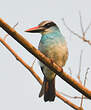 Martin-chasseur à poitrine bleue