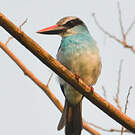 Martin-chasseur à poitrine bleue