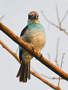 Blue-breasted Kingfisher