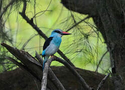 Blue-breasted Kingfisher