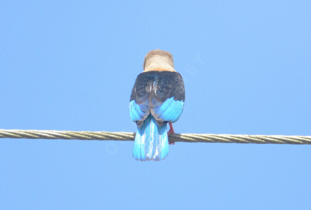 Grey-headed Kingfisheradult, identification