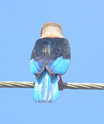 Grey-headed Kingfisher