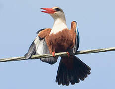 Grey-headed Kingfisher