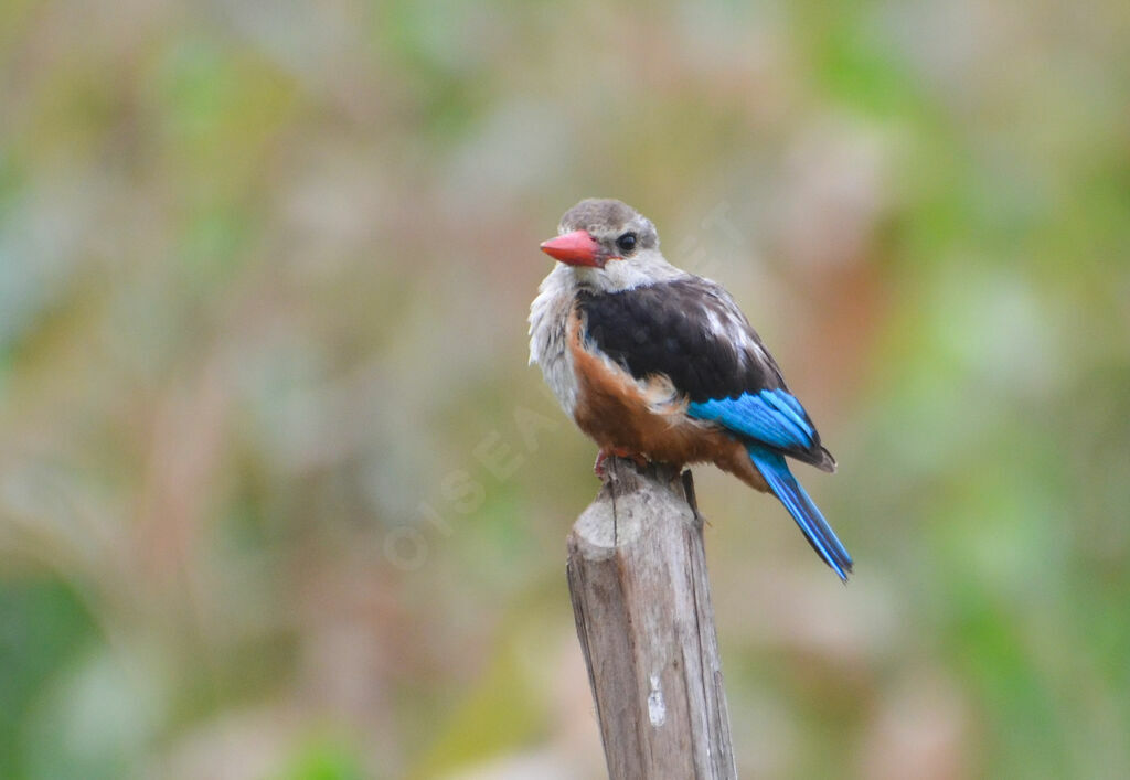 Grey-headed Kingfisheradult, identification