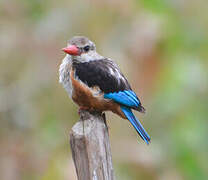 Grey-headed Kingfisher