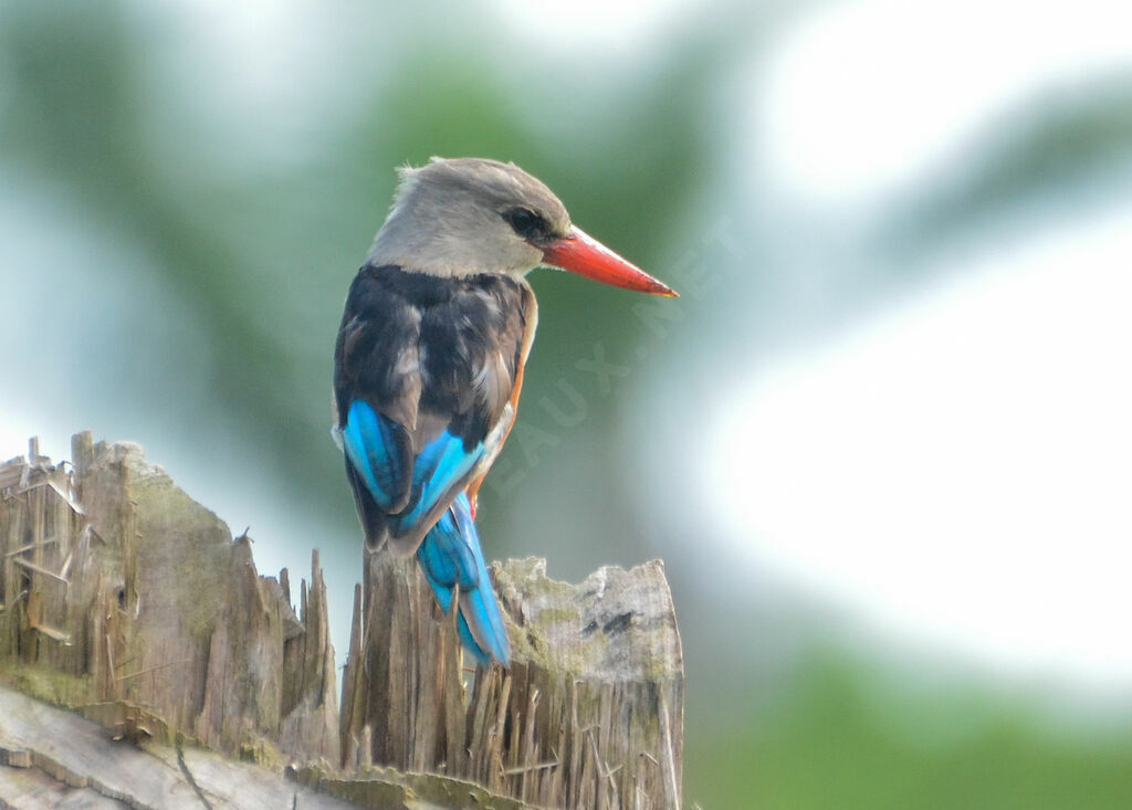 Grey-headed Kingfisheradult, identification