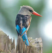 Grey-headed Kingfisher