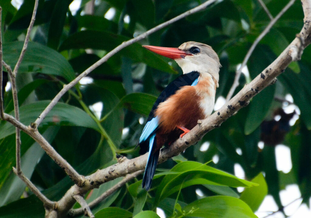 Grey-headed Kingfisheradult, identification