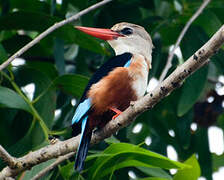 Grey-headed Kingfisher