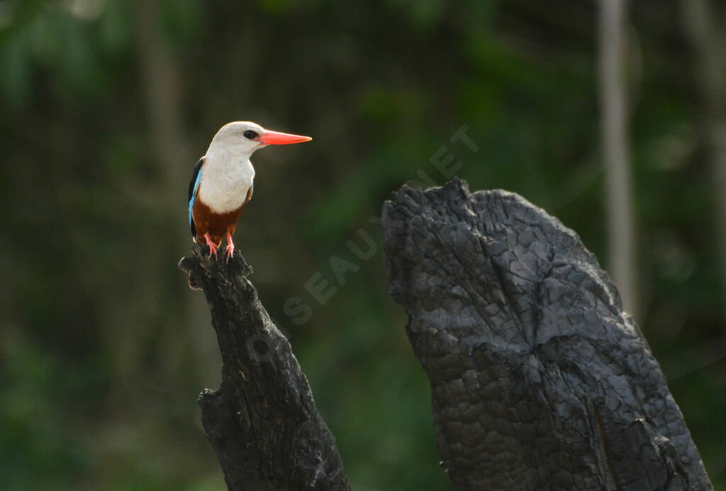 Grey-headed Kingfisheradult, identification