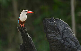 Grey-headed Kingfisher