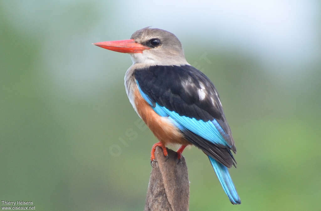 Grey-headed Kingfisheradult, identification