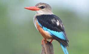 Grey-headed Kingfisher