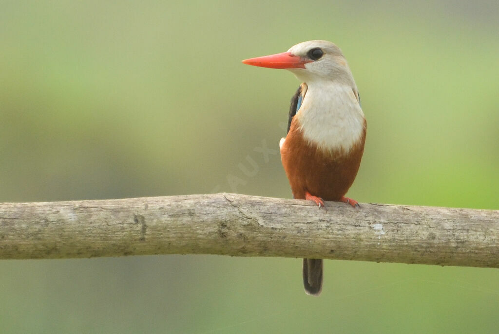 Grey-headed Kingfisheradult, identification