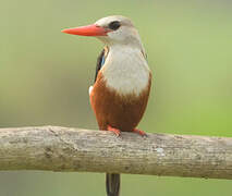 Grey-headed Kingfisher