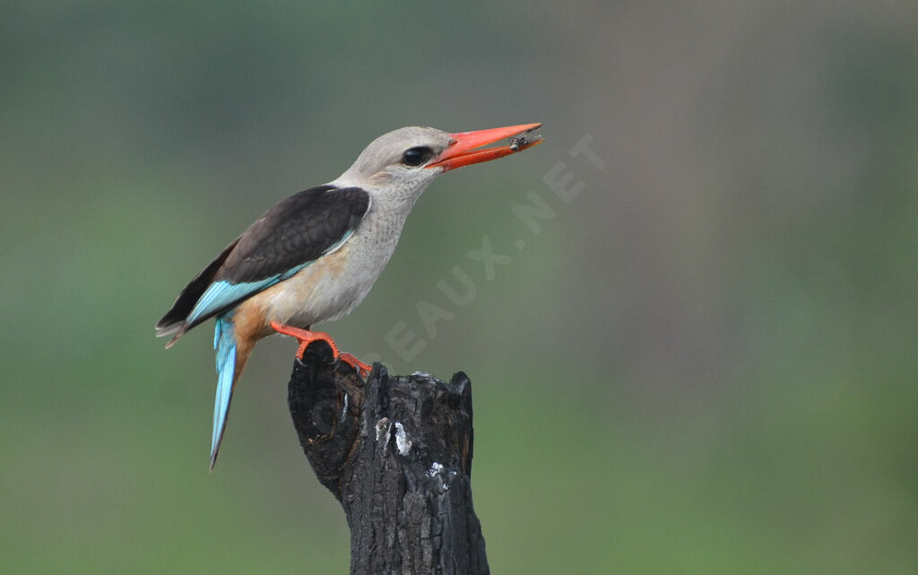 Martin-chasseur à tête griseimmature, identification