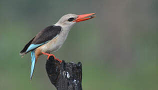 Grey-headed Kingfisher