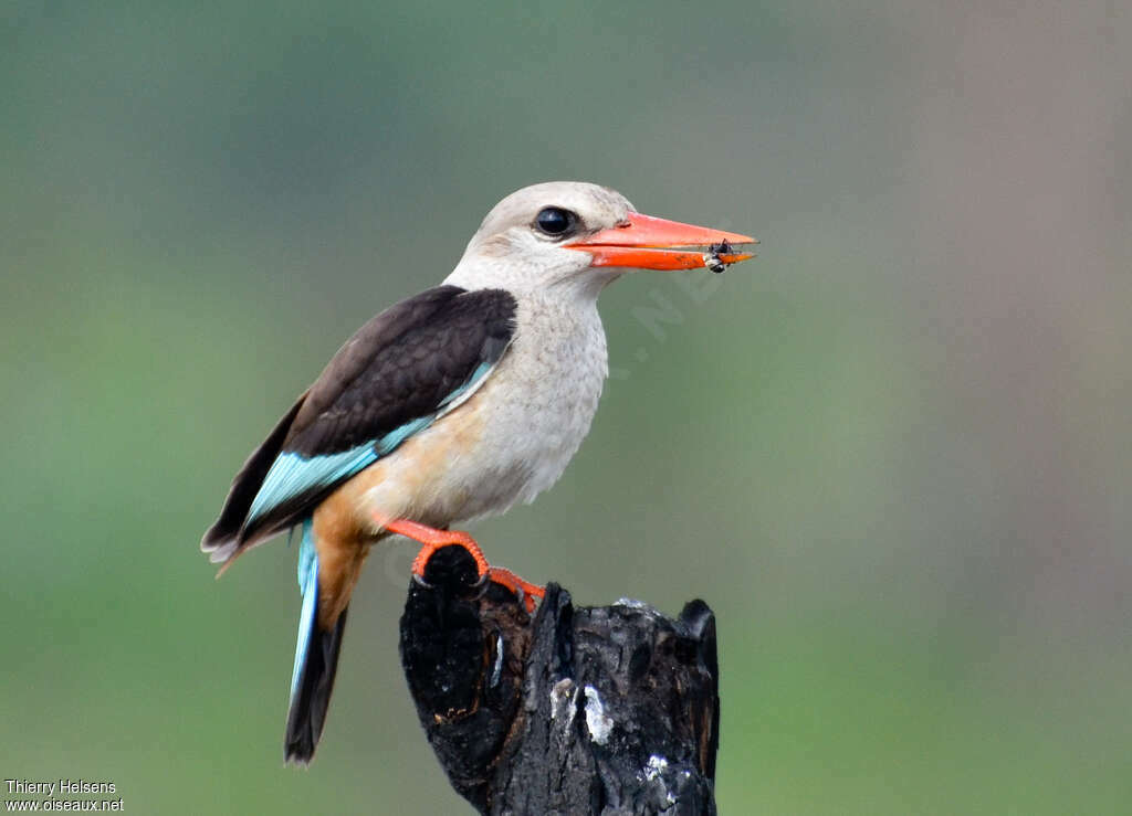 Grey-headed Kingfisheradult, eats