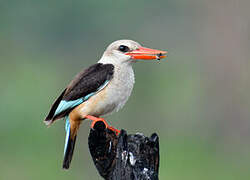 Grey-headed Kingfisher