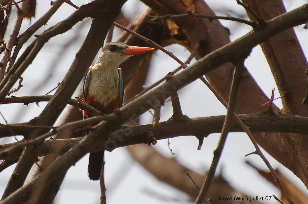 Grey-headed Kingfisher