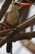 Grey-headed Kingfisher