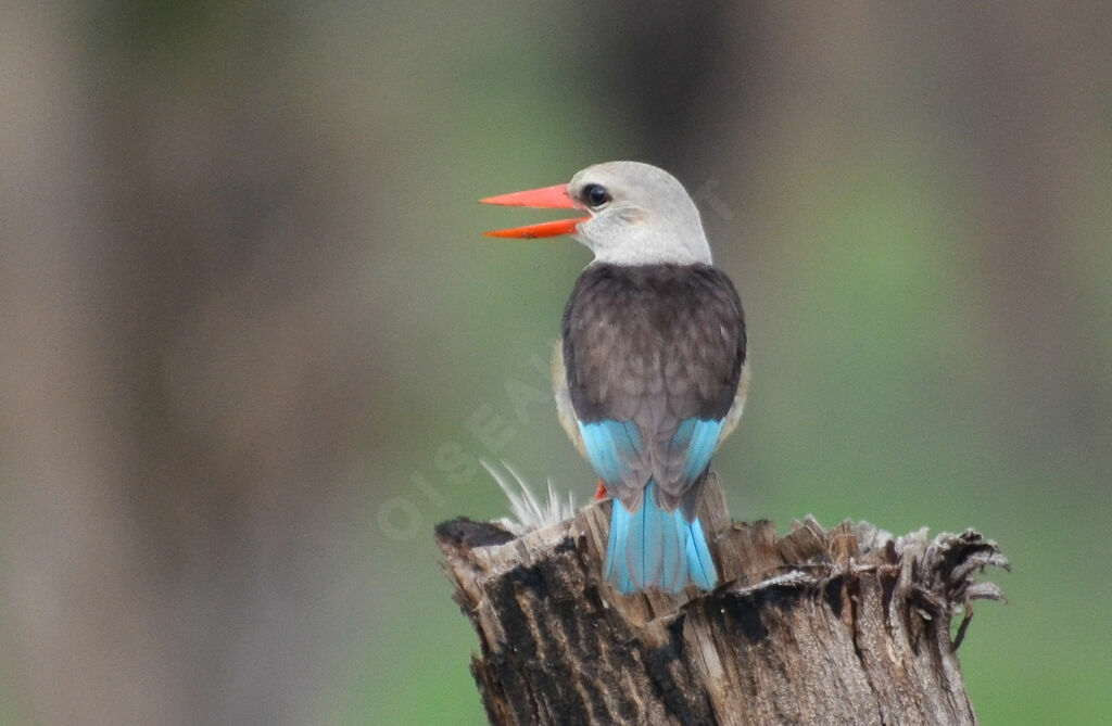 Martin-chasseur à tête griseimmature, identification