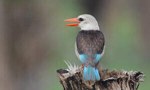 Grey-headed Kingfisher