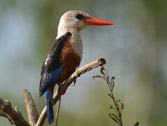 Grey-headed Kingfisher