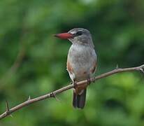 Grey-headed Kingfisher