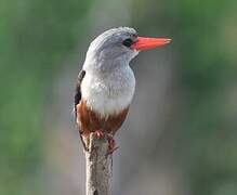 Grey-headed Kingfisher