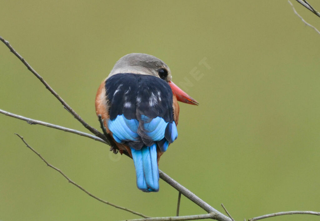 Grey-headed Kingfisheradult, identification