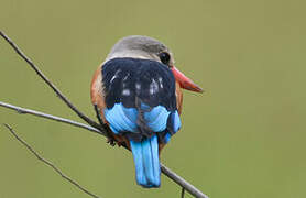 Grey-headed Kingfisher