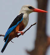 Grey-headed Kingfisher